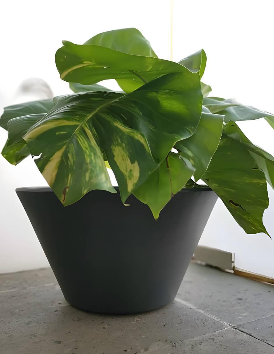 Maceta Lirio de plástico con sistema automático de riego