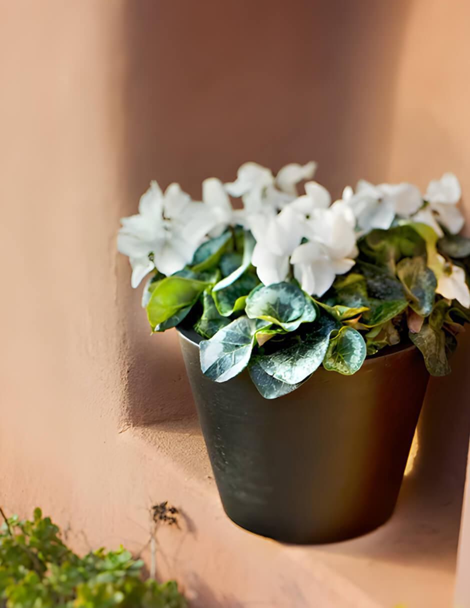 Maceta Petunia de plástico con sistema automático de riego