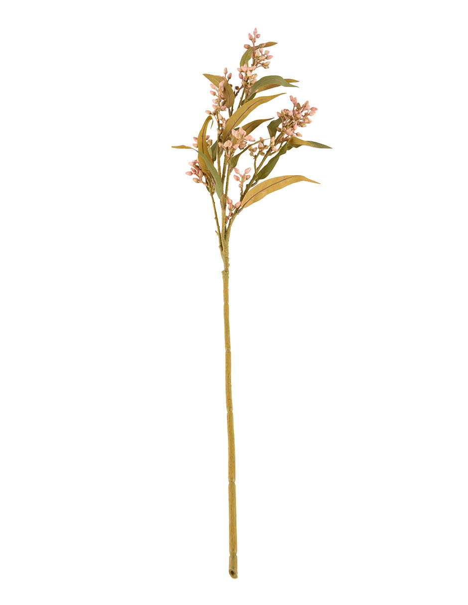 Rosa 2