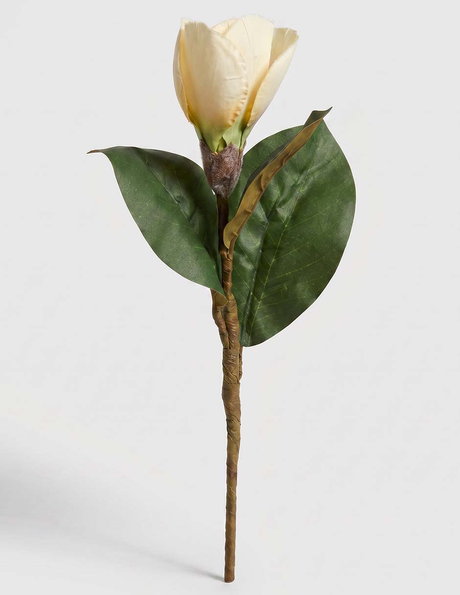 Flor de mangolia 1