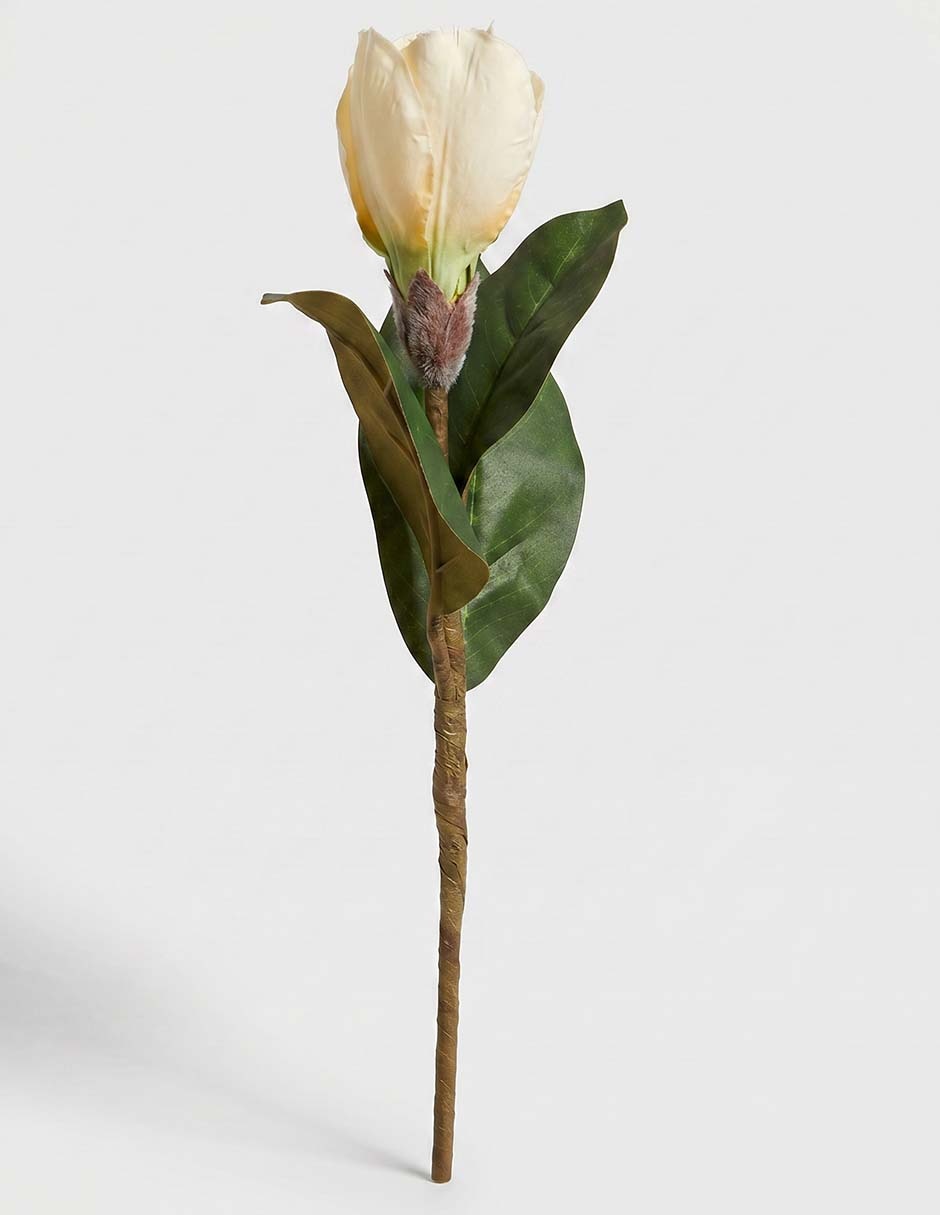 Flor de mangolia 2
