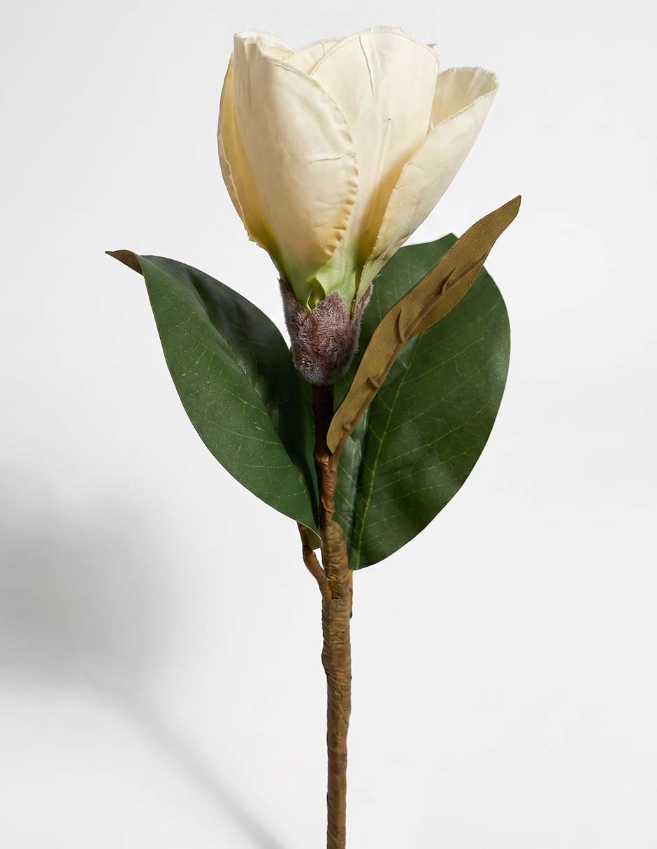 Flor de mangolia