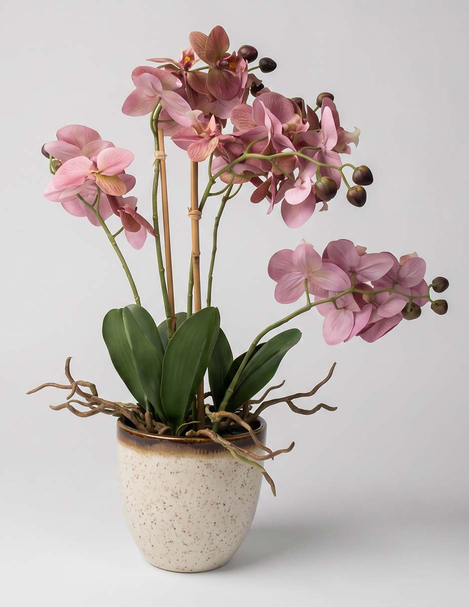 Flor de orquídea haus 1