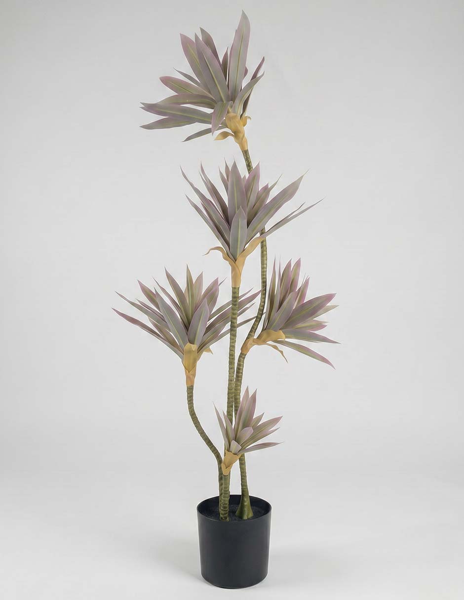 Planta Ficus