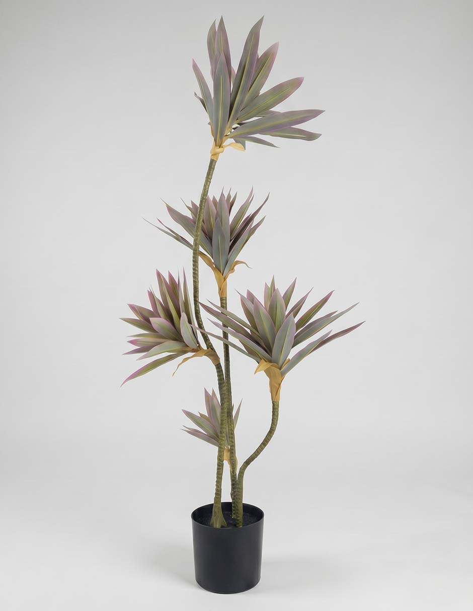 Planta Ficus