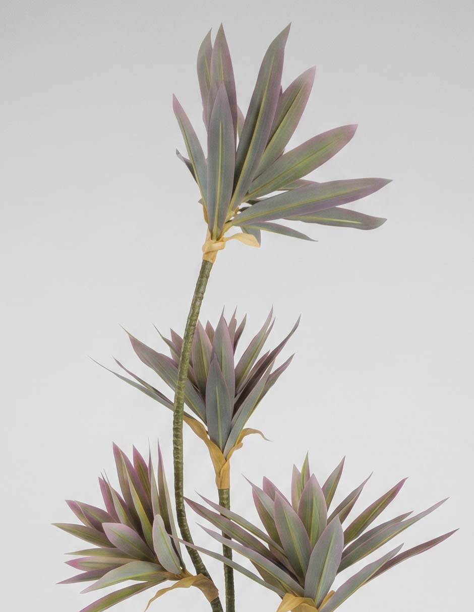 Planta Ficus