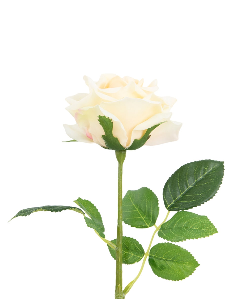 Rosa 3