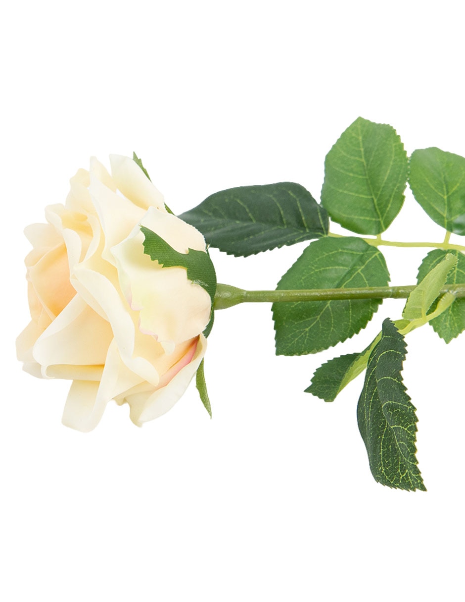 Rosa 4