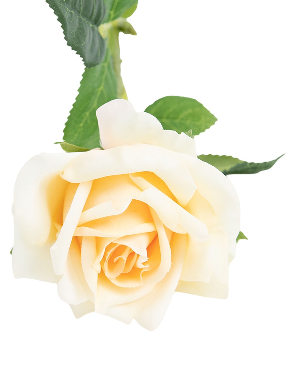 Rosa 5