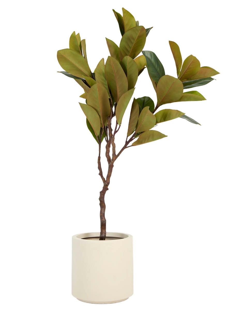 Árbol Ficus