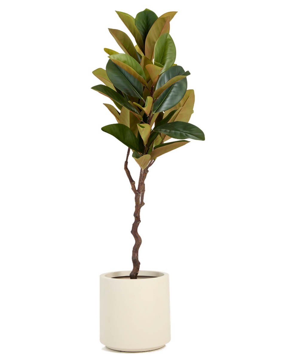 Árbol Haus Ficus