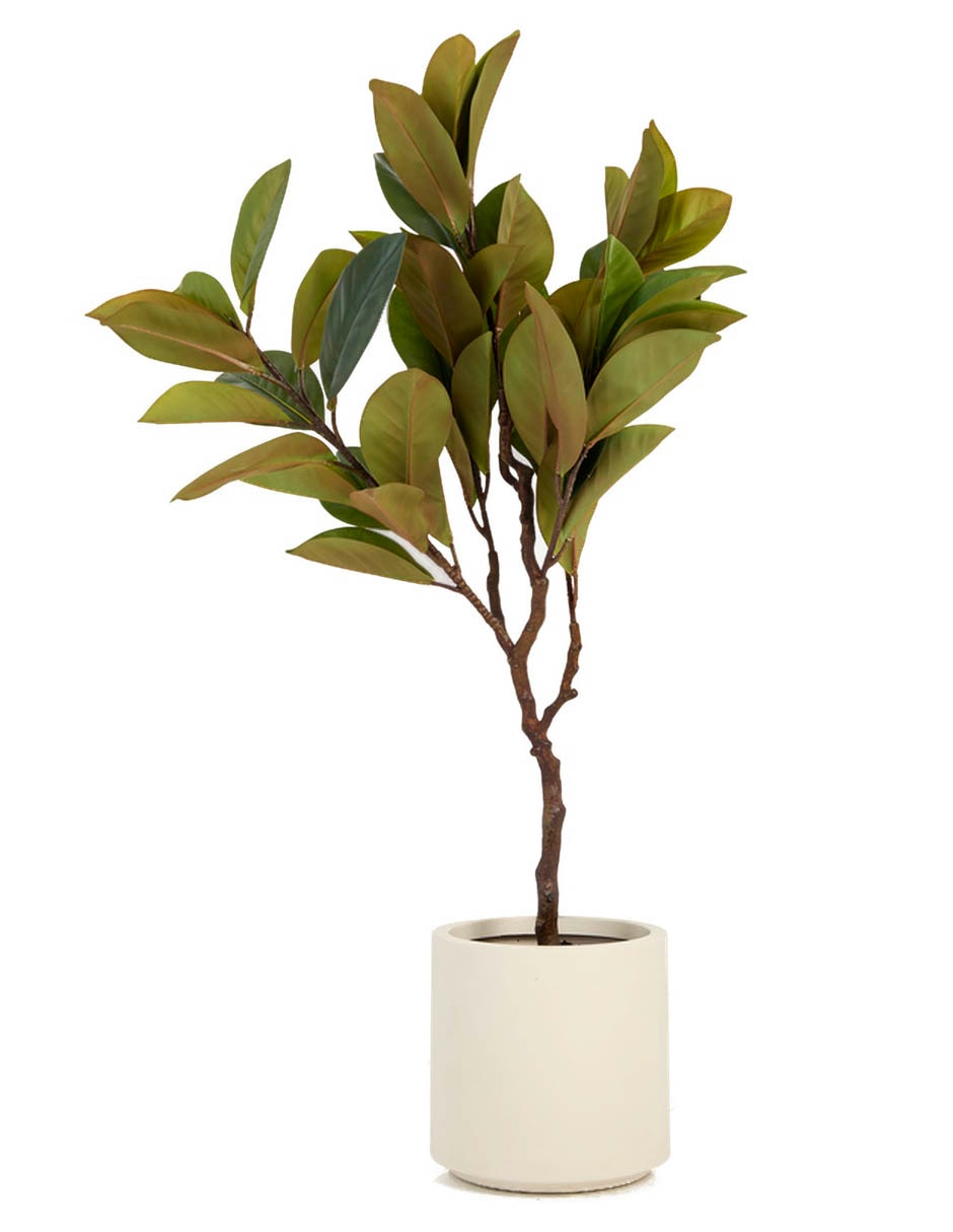 Árbol Haus Ficus