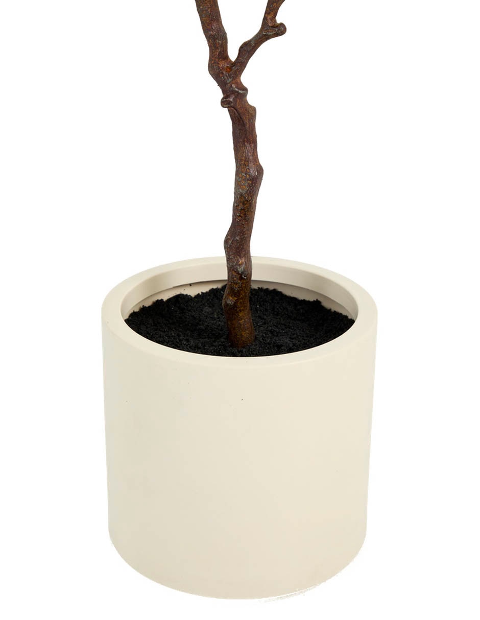Árbol Haus Ficus