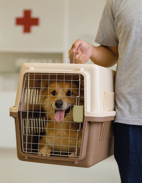 Transportadora para perro Polipets de plástico
