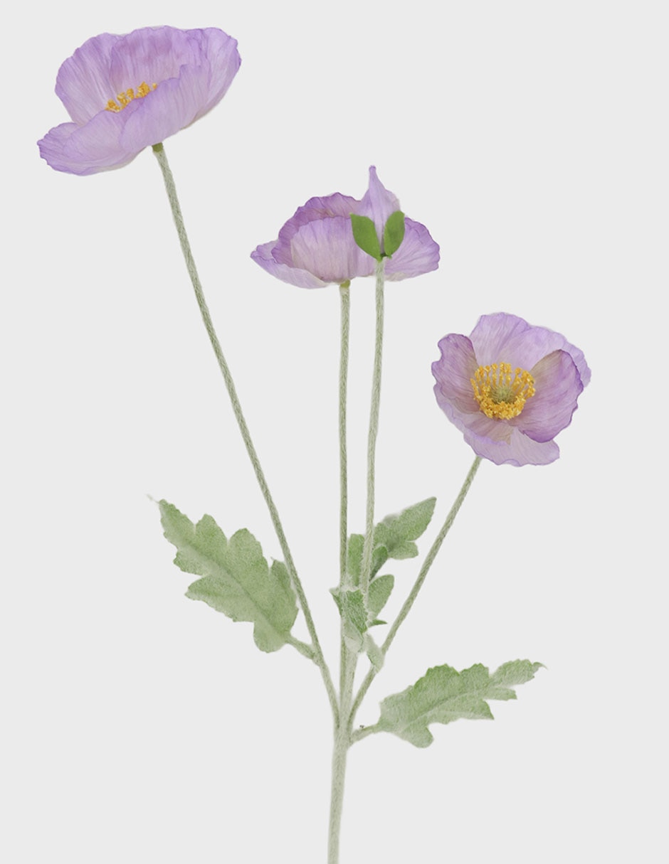 Morado