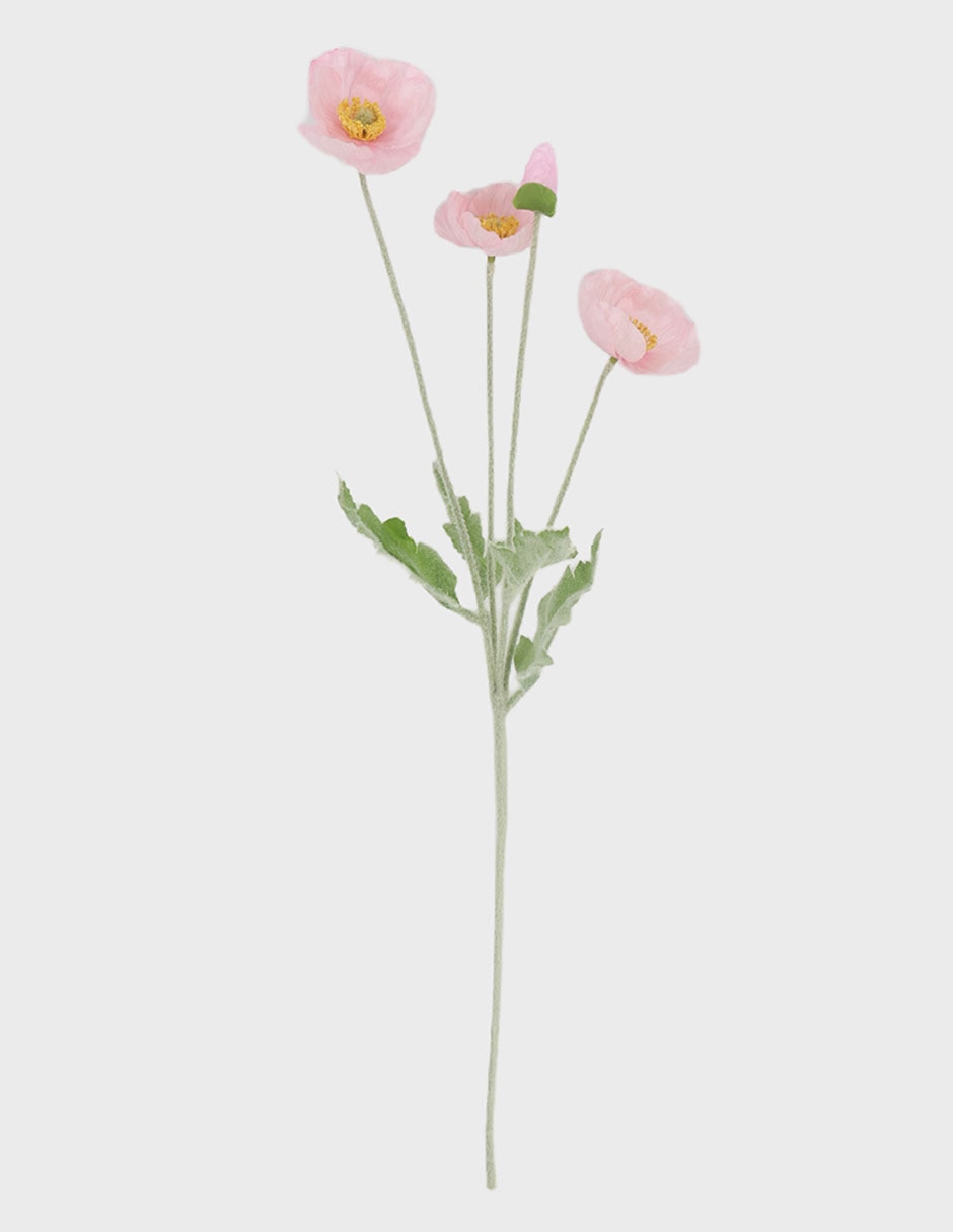 Flor de Amapola 1