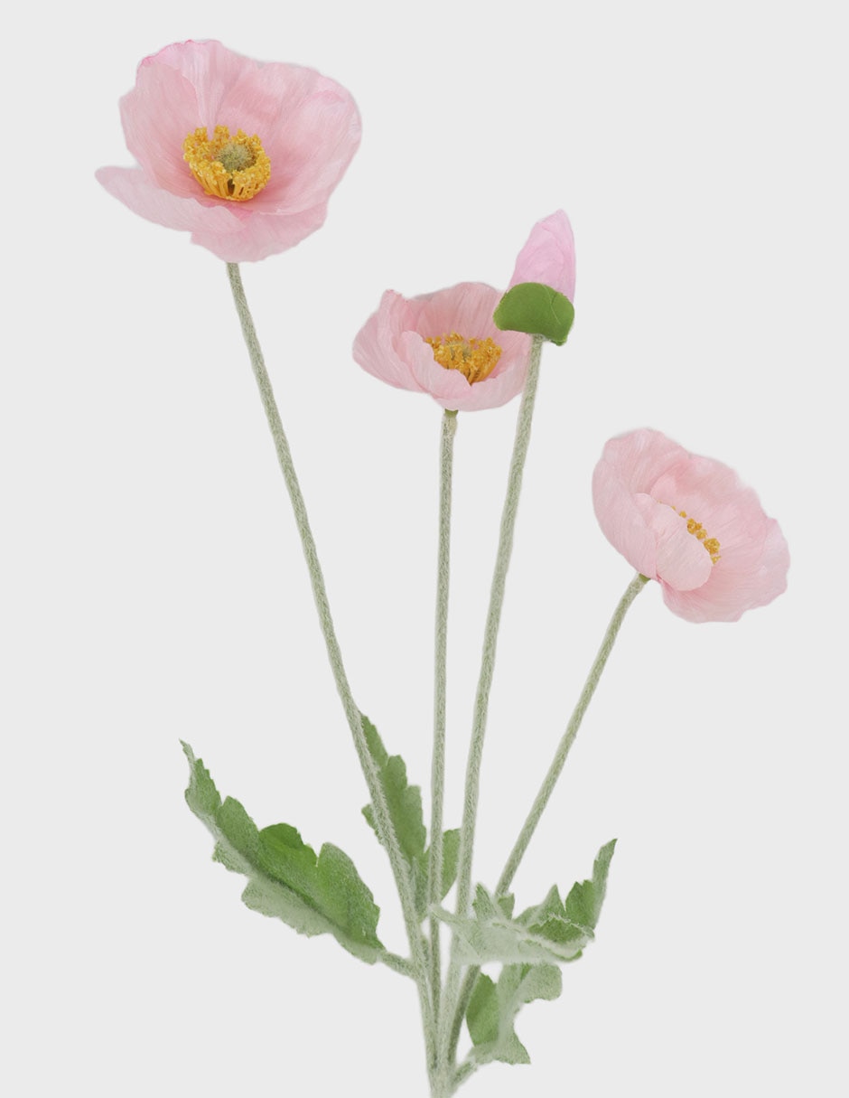 Flor de Amapola 2