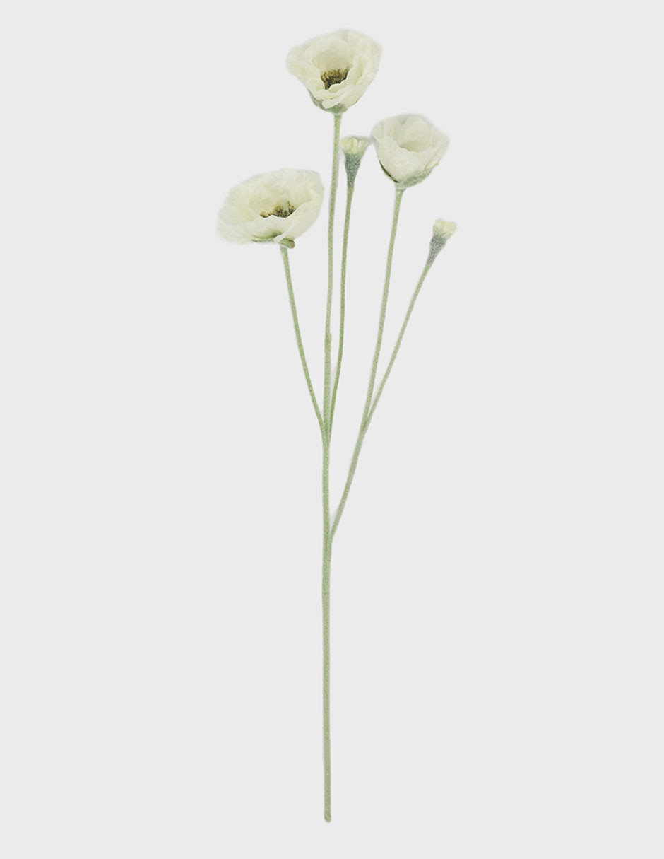 Flor de Amapola Flor de Amapola