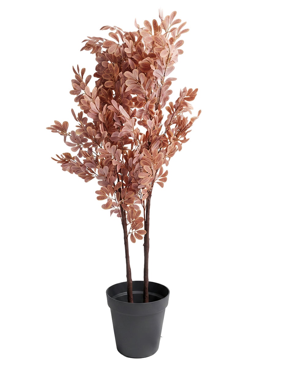 Árbol Eucalipto incluye maceta 1