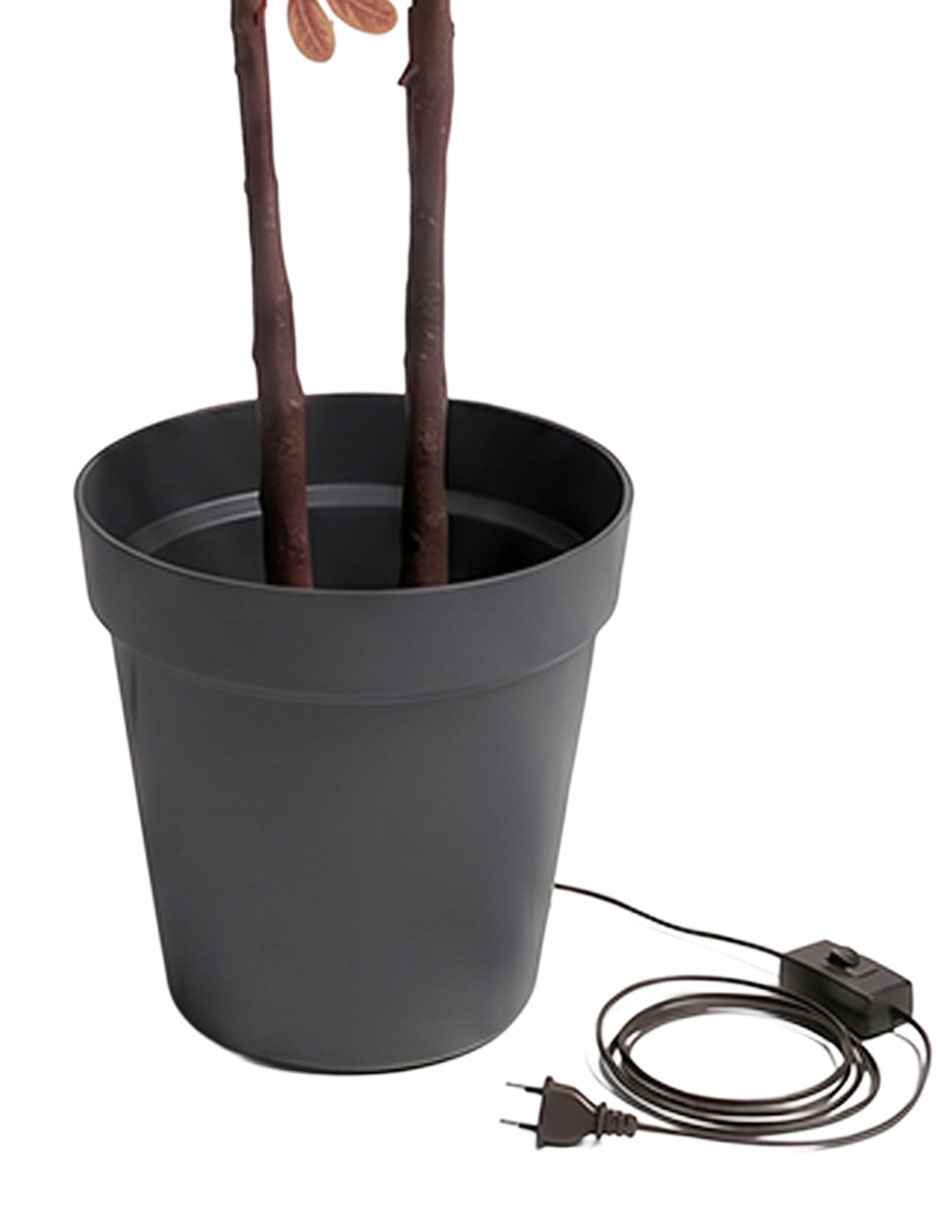 Árbol Eucalipto incluye maceta 3