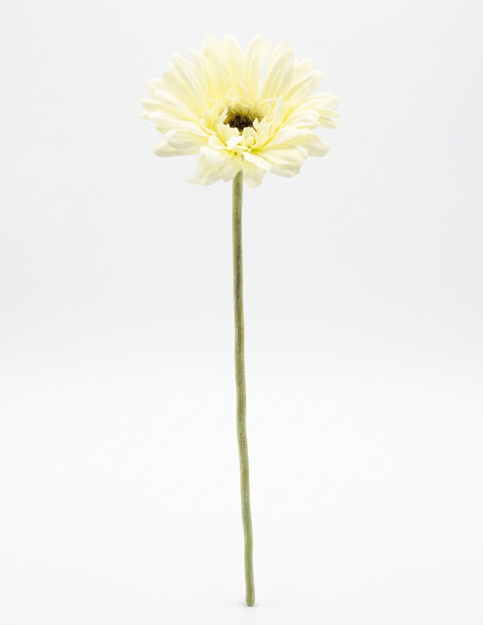 Flor de gerbera