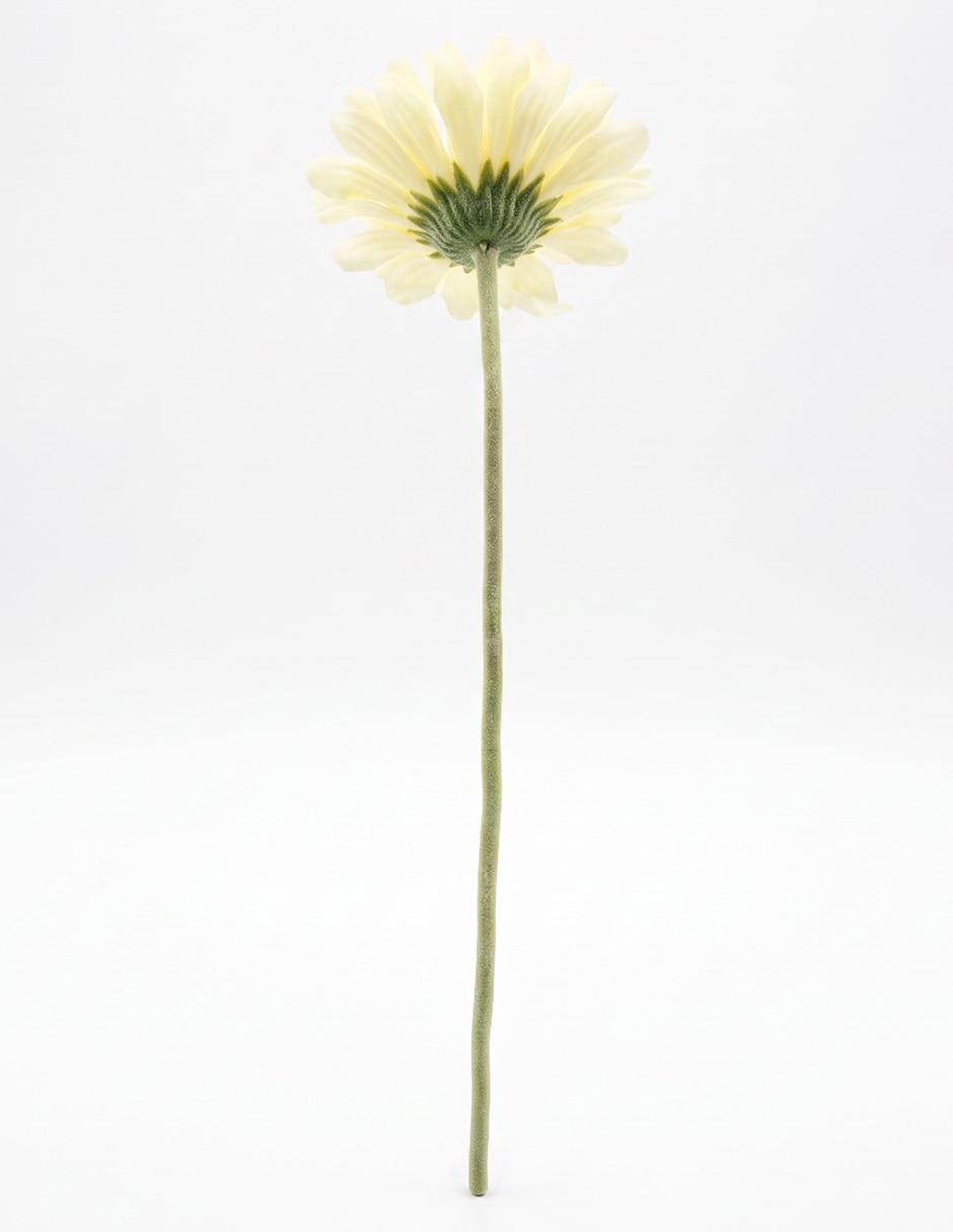 Flor de gerbera 2
