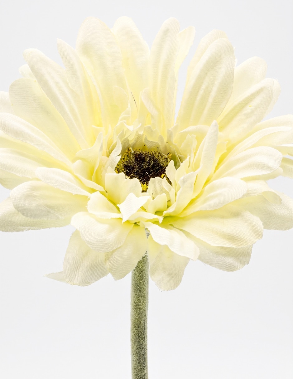 Flor de gerbera 3
