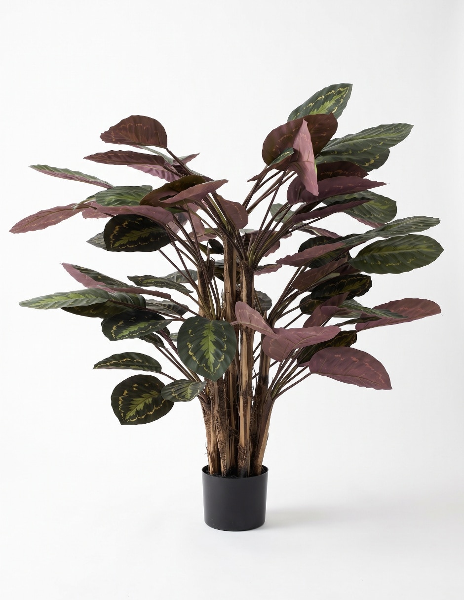 Árbol calatea mp 1.3 m con maceta Árbol calatea mp 1.3 m con maceta