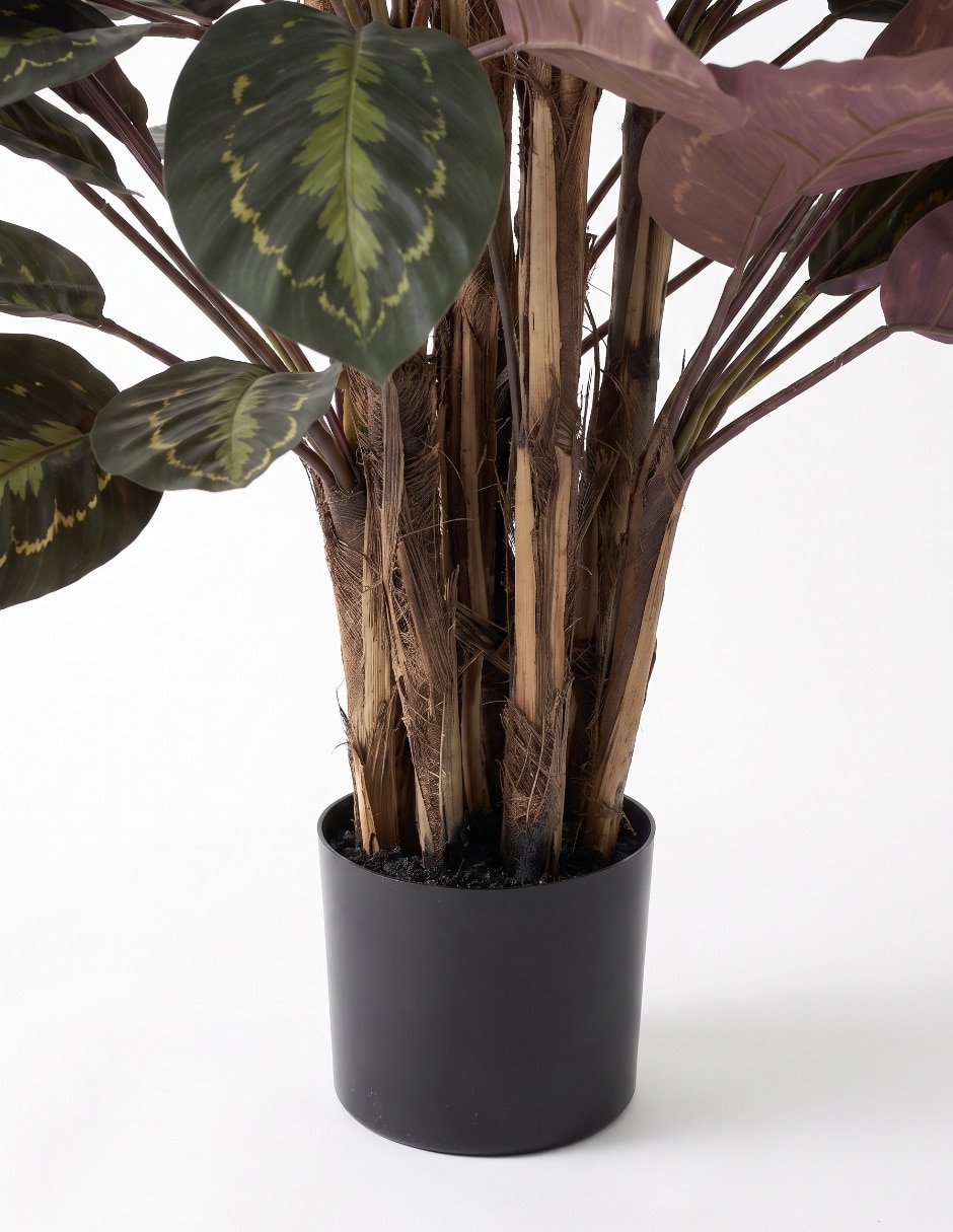 Árbol calatea mp 1.3 m con maceta 2