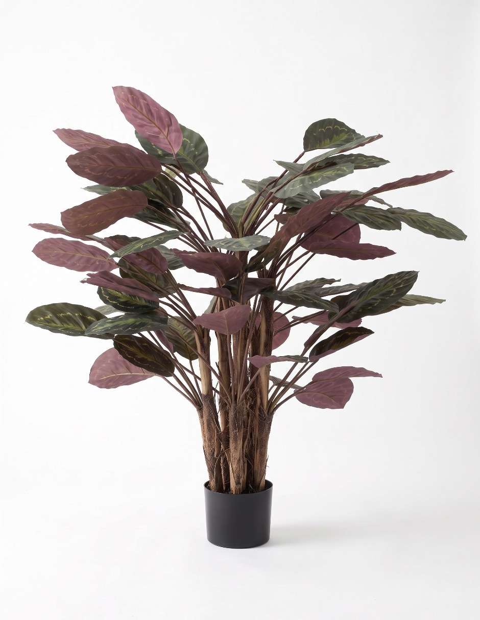 Árbol calatea mp 1.3 m con maceta 4