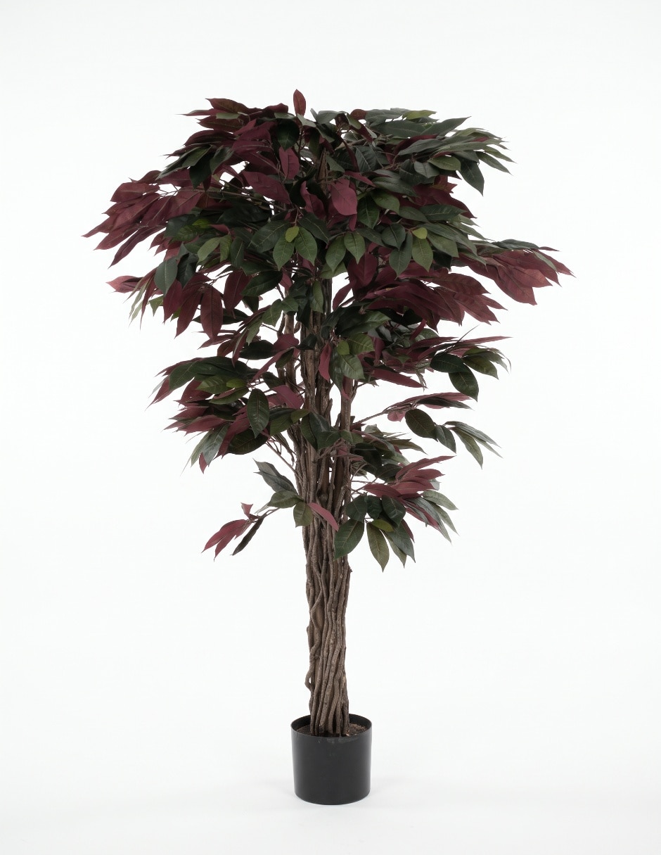 Árbol ficus mp 1.5 m con maceta Árbol ficus mp 1.5 m con maceta