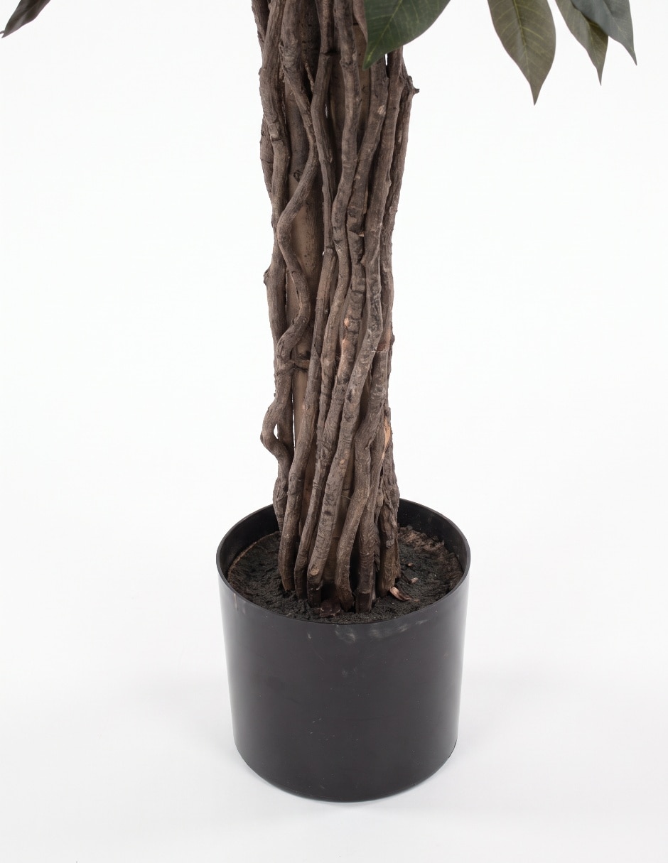 Árbol ficus mp 1.5 m con maceta 2