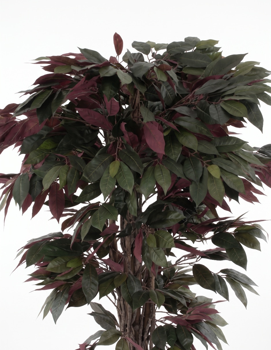 Árbol ficus mp 1.5 m con maceta 3