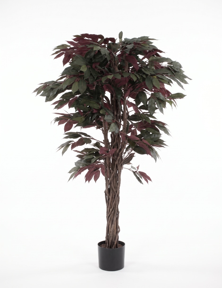 Árbol ficus mp 1.5 m con maceta 4