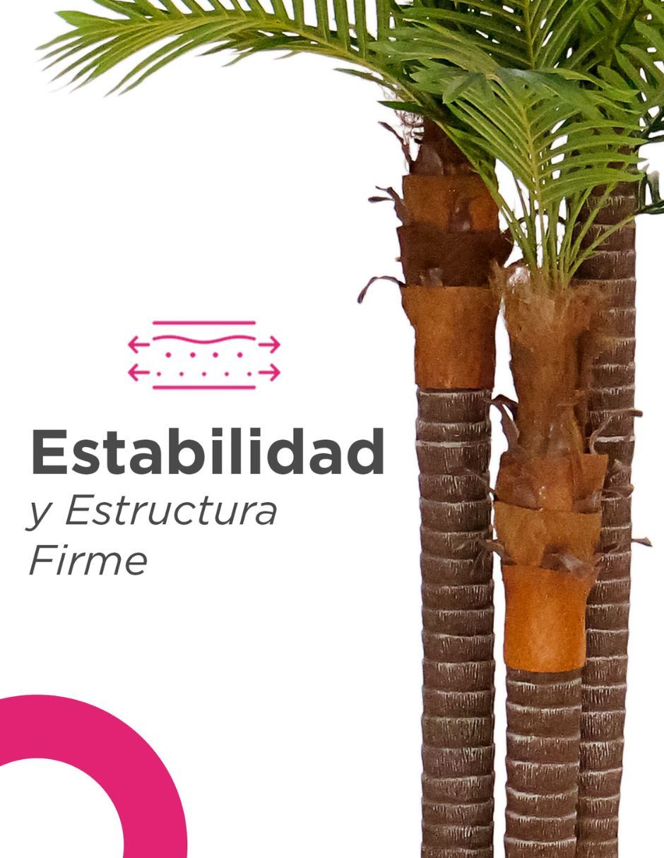 Palmera Natural 6
