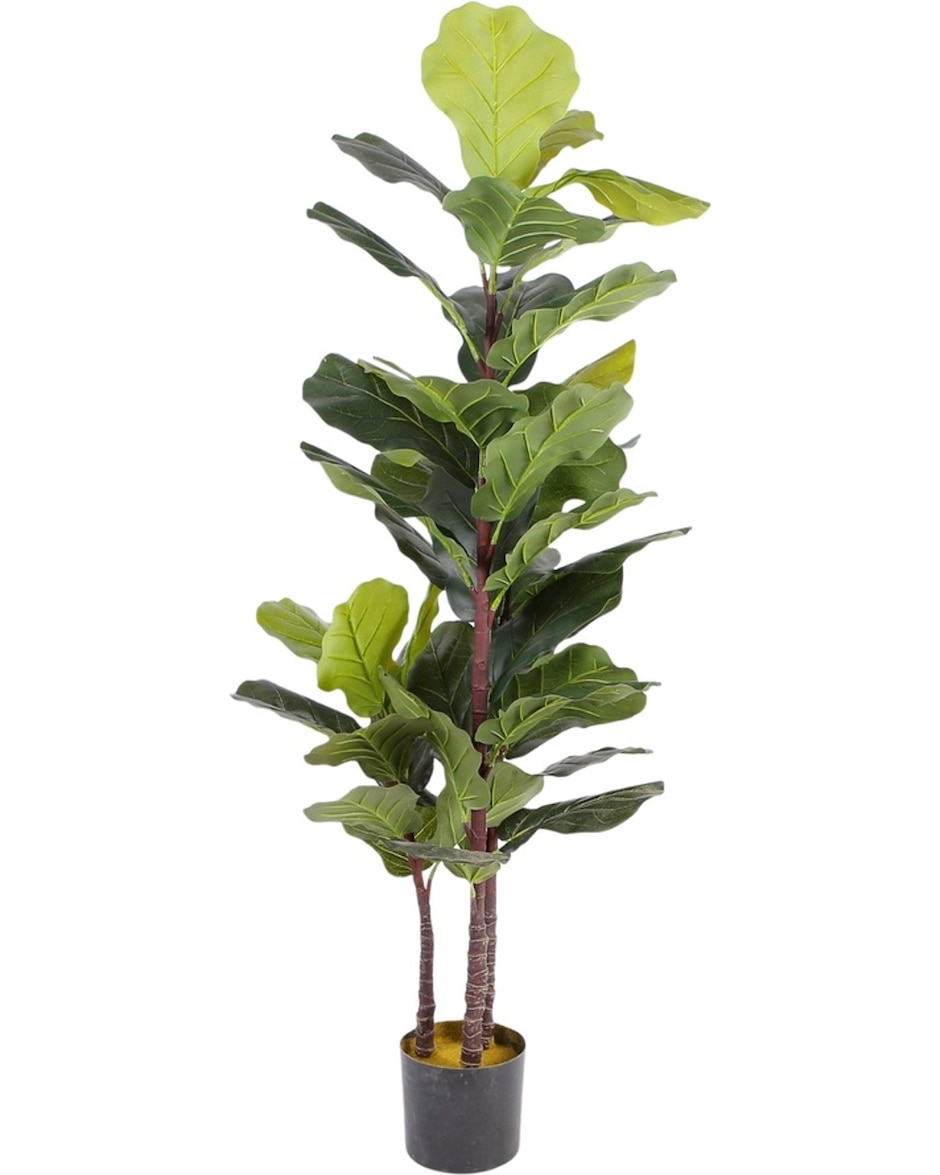Ficus natural Sochic baylor