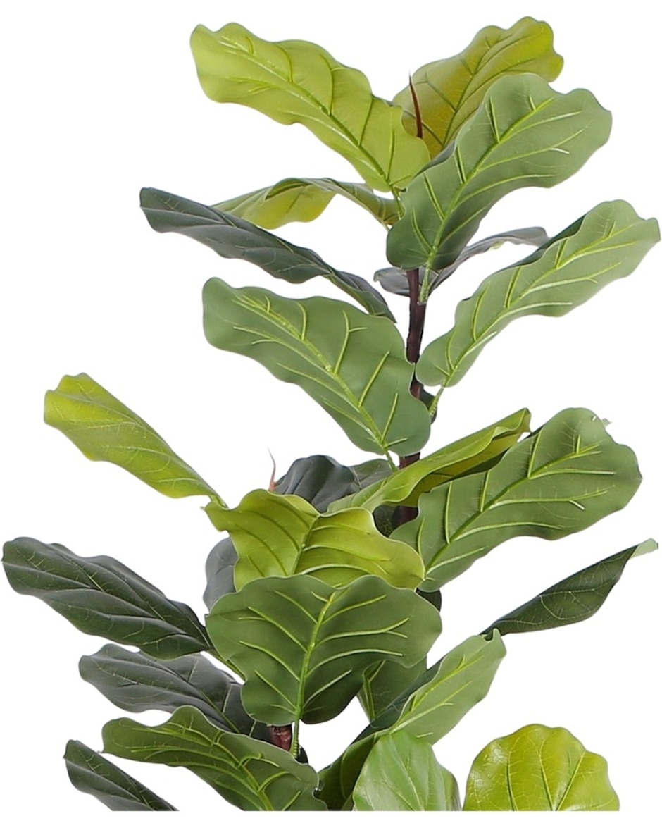 Ficus natural Sochic Baylor