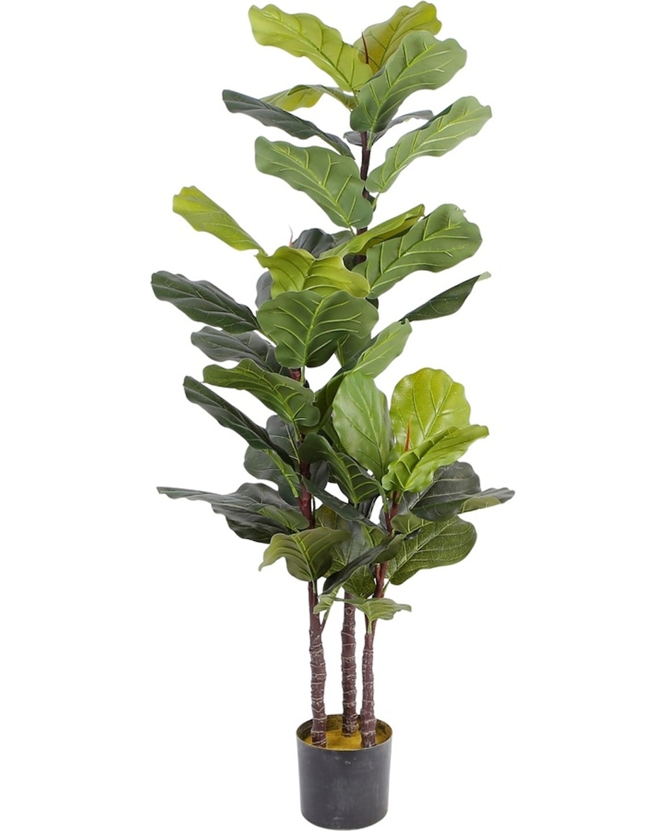 Ficus natural Sochic baylor