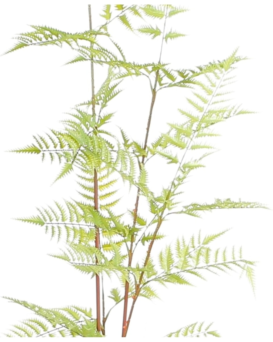 Helecho natural chinie 3