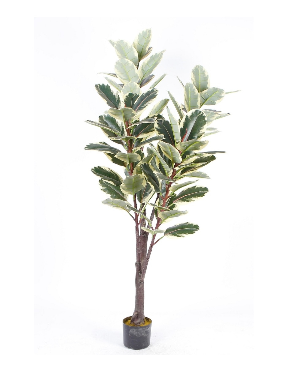 Ficus natural Finney