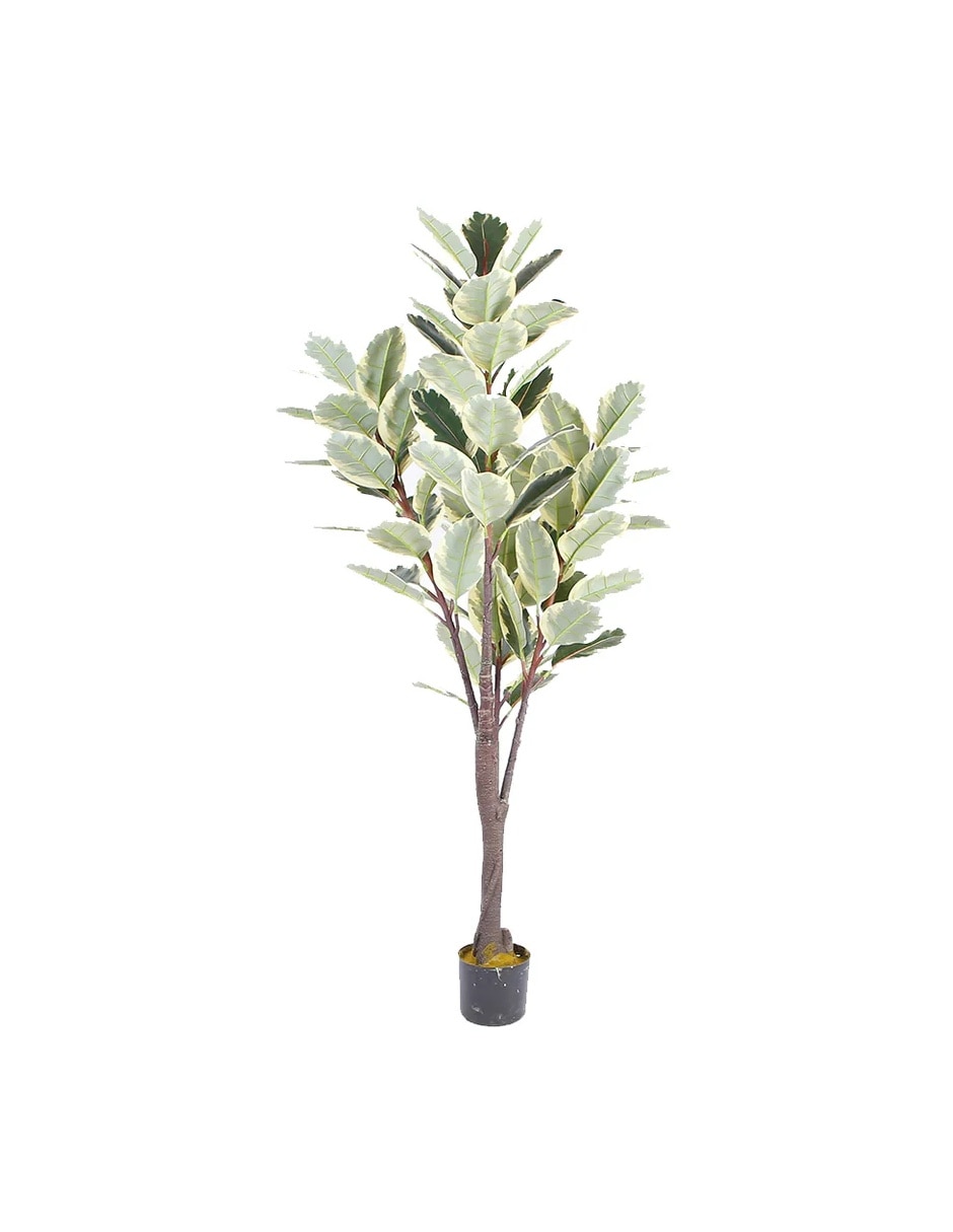 Ficus natural Finney 2