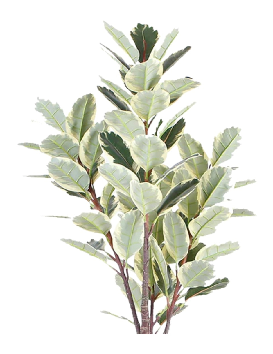 Ficus natural Finney 4