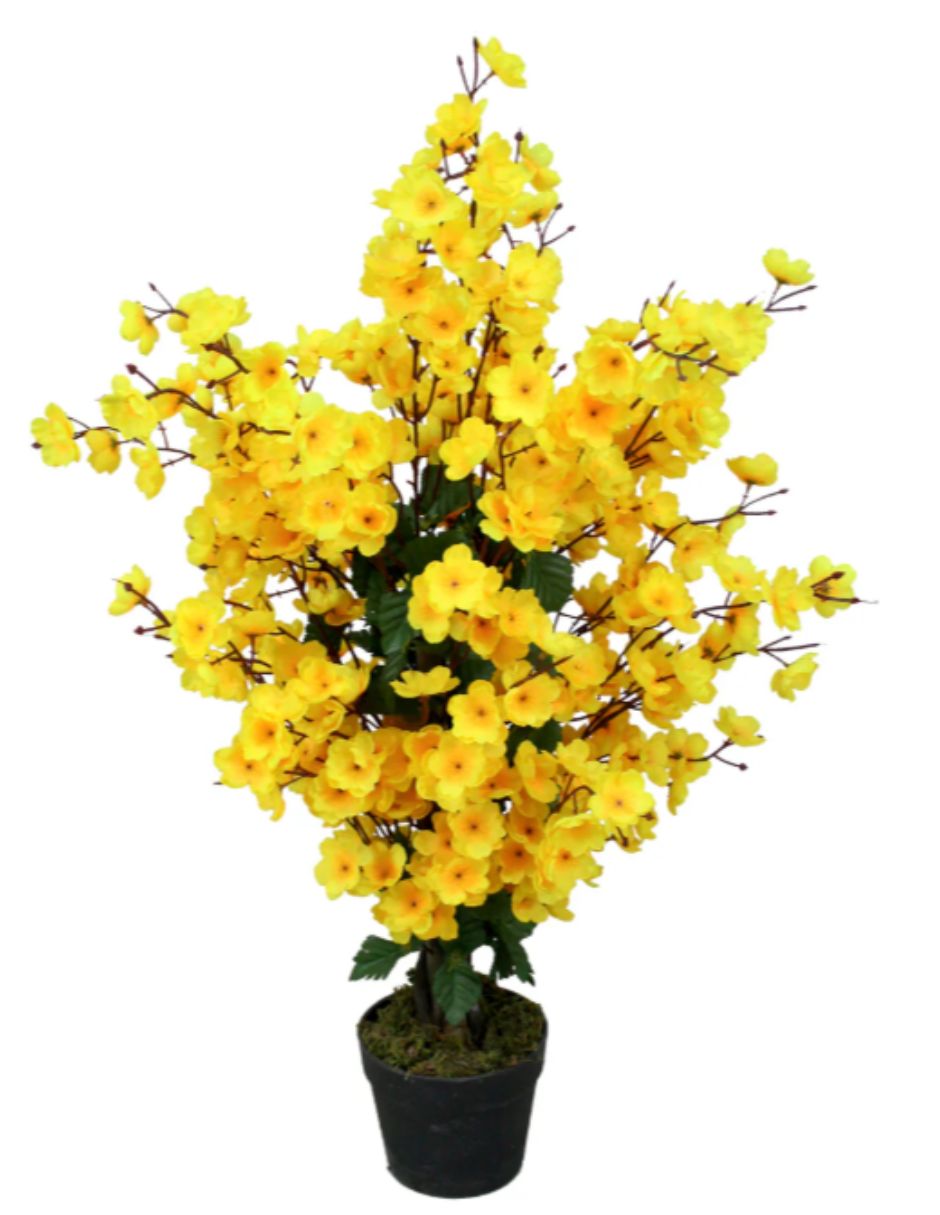 Acacia natural