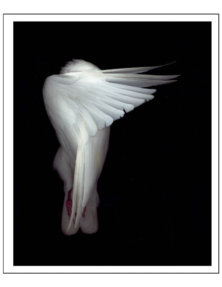Libro Las formas de la naturaleza: Los intrincados patrones de la vida de David Maitland