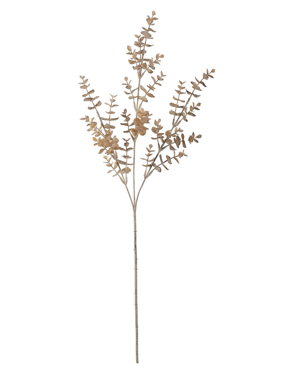 Eucalipto decorativa 1