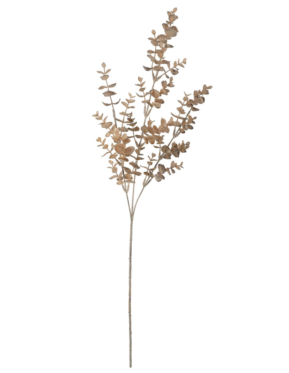 Eucalipto decorativa 2