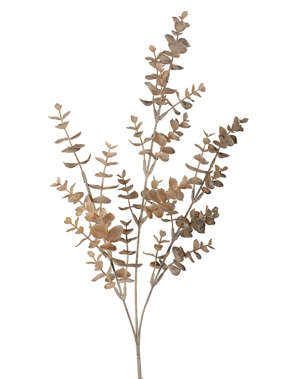 Eucalipto decorativa