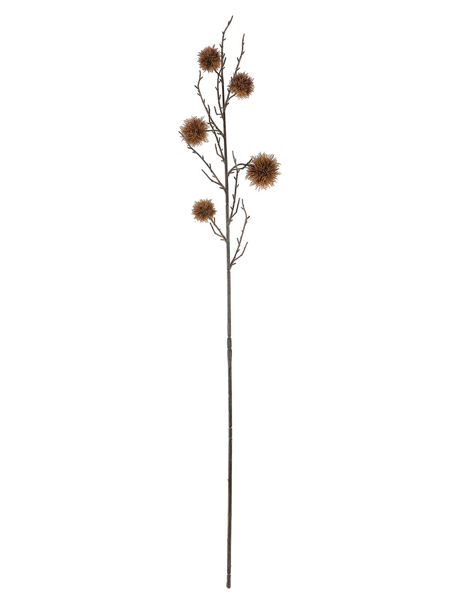 Eucalipto decorativa 1