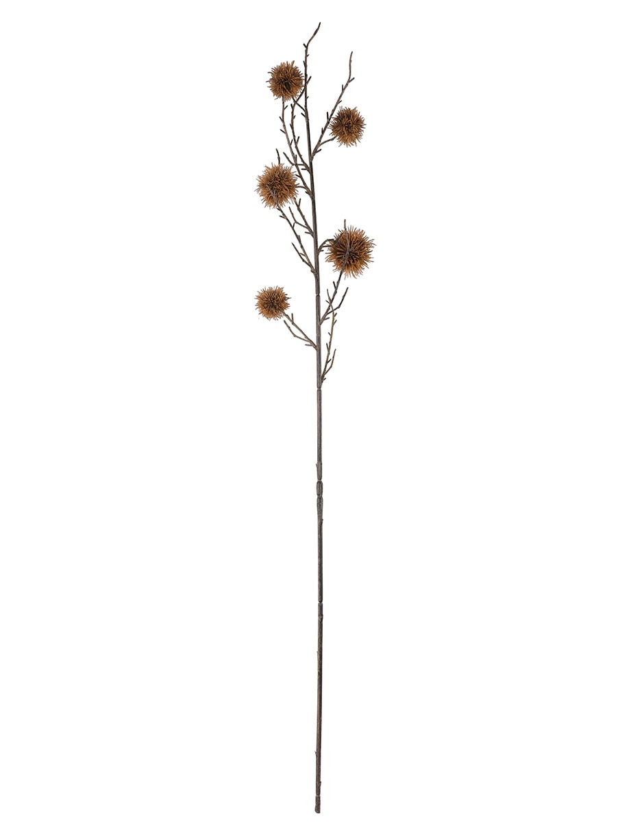 Eucalipto decorativa