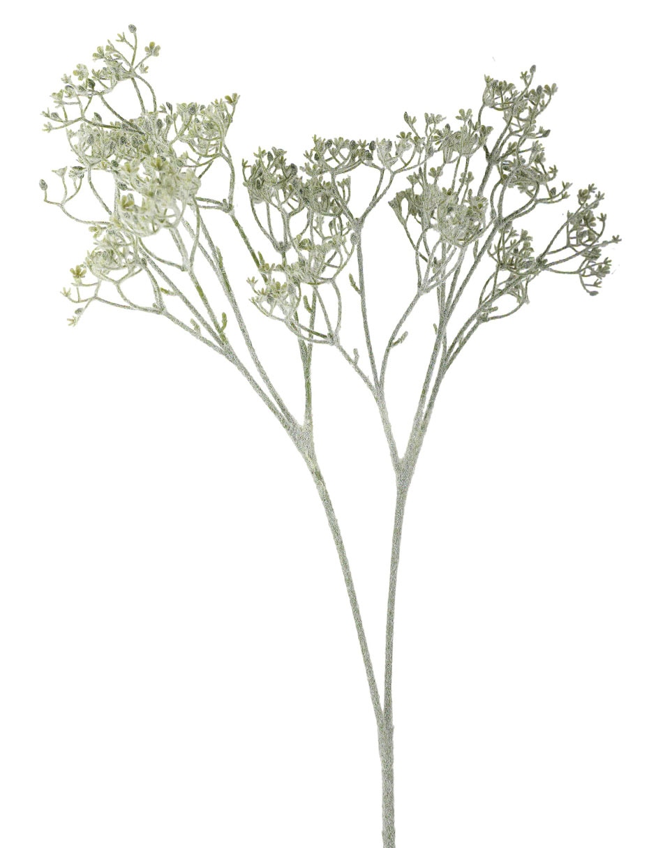 Buddleia decorativa 2